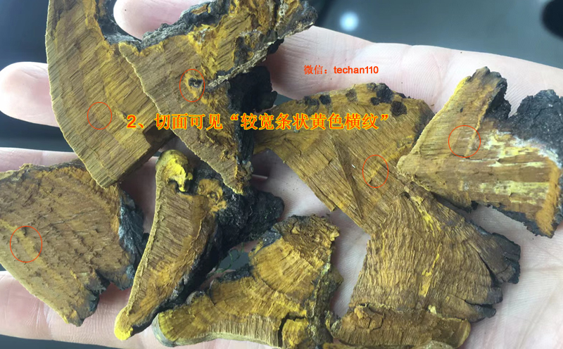 野生桑樹桑黃切面圖片 野生桑樹桑黃切面圖片