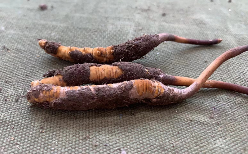 那曲新鮮蟲草 那曲新鮮蟲草