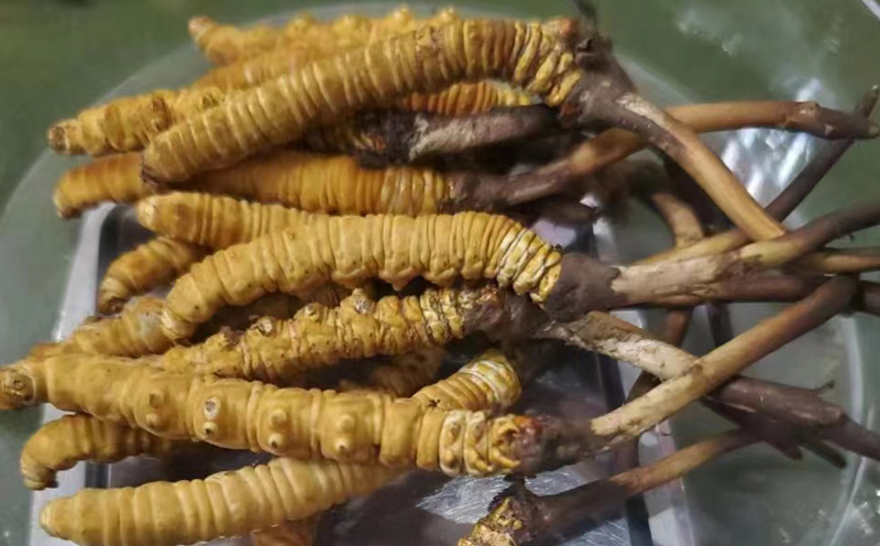 那曲新鮮蟲草圖片 那曲新鮮蟲草圖片