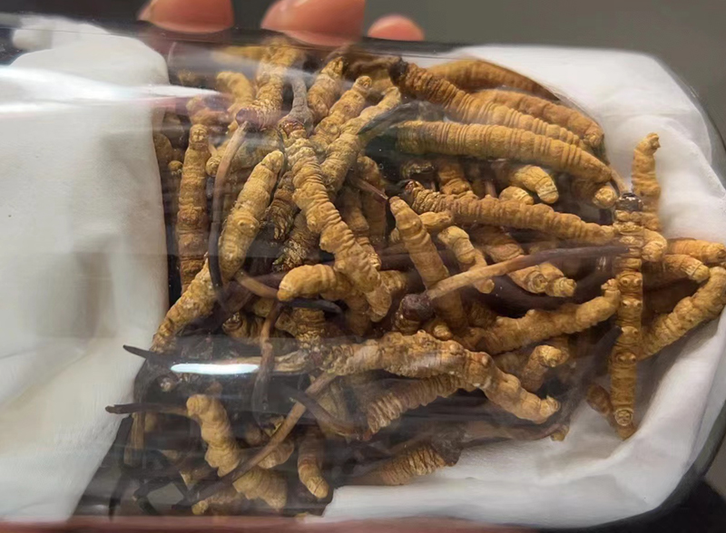 冬蟲夏草圖片 冬蟲夏草圖片