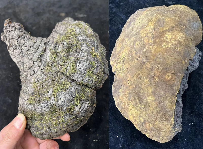 20年的野生桑樹桑黃 20年的野生桑樹桑黃