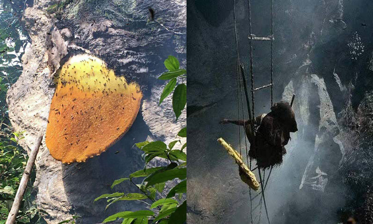 野生巖蜜采摘圖片 野生巖蜜采摘圖片