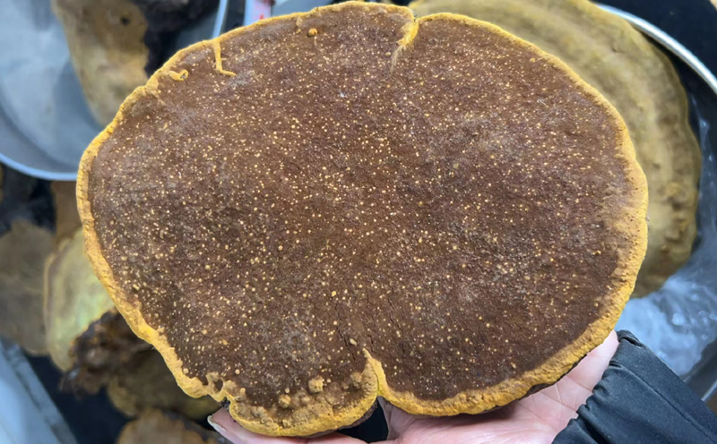 野生桑黃圖片 野生桑黃圖片