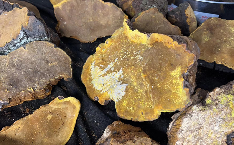 野生桑樹桑黃圖片