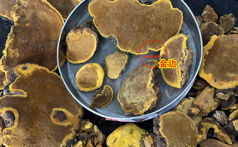 金邊明顯的野生桑黃 金邊明顯的野生桑黃