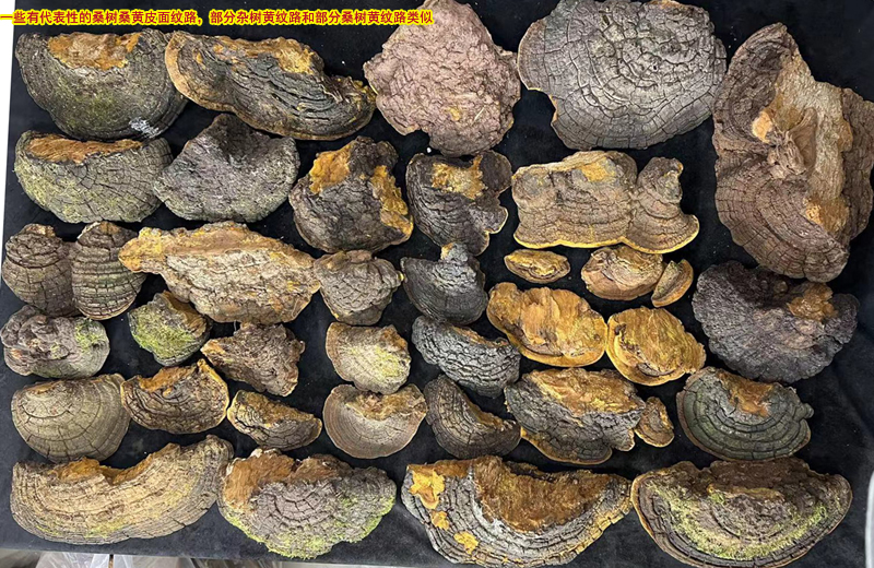 野生桑黃背面圖片 野生桑黃背面圖片