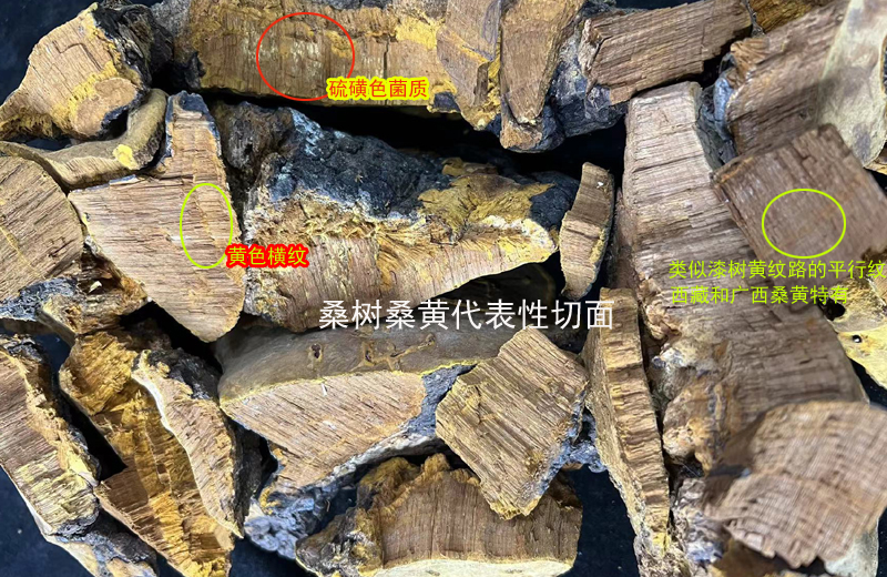 野生桑黃的切面色澤和紋路 野生桑黃的切面色澤和紋路