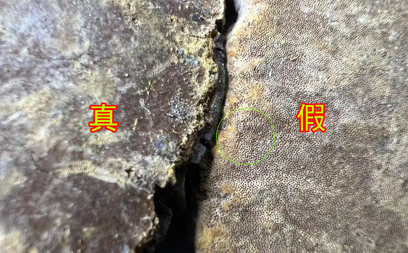 野生桑黃的菌孔 野生桑黃的菌孔