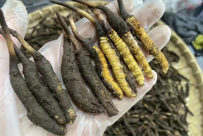 新鮮蟲草圖片 新鮮蟲草圖片