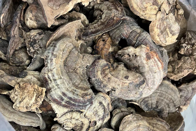 槐耳圖片 槐耳圖片