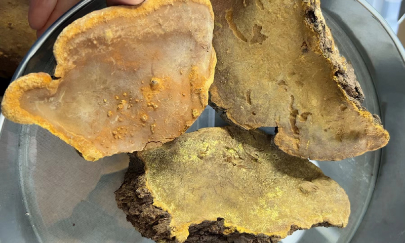 秦巴山區(qū)桑樹桑黃 秦巴山區(qū)桑樹桑黃