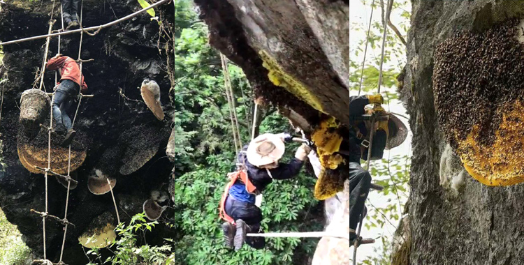 巖蜜采摘圖片 巖蜜采摘圖片