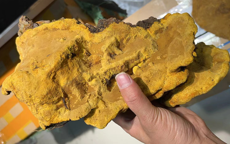 爆肉桑樹桑黃圖片 爆肉桑樹桑黃圖片