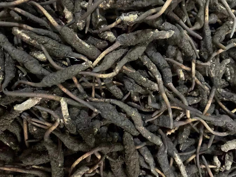 2024年新鮮冬蟲夏草 2024年新鮮冬蟲夏草