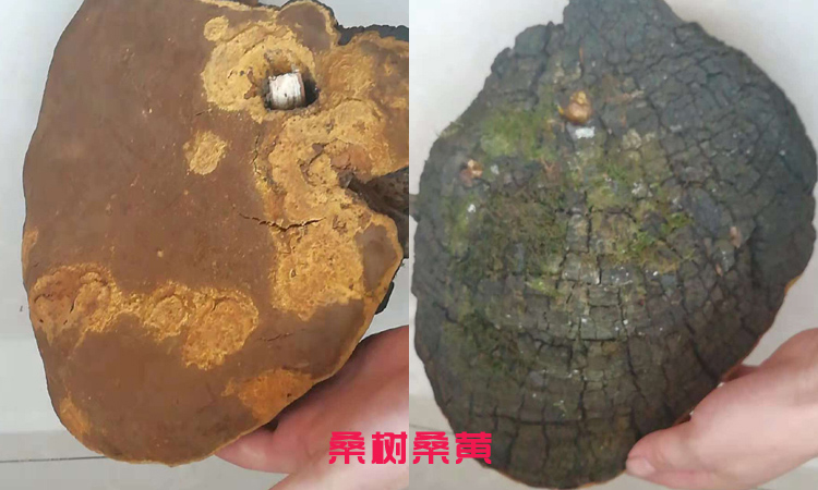 6斤重的大桑樹桑黃