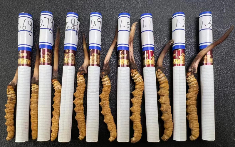 甘孜新鮮蟲草規(guī)格大小對比圖片 甘孜新鮮蟲草規(guī)格大小對比圖片