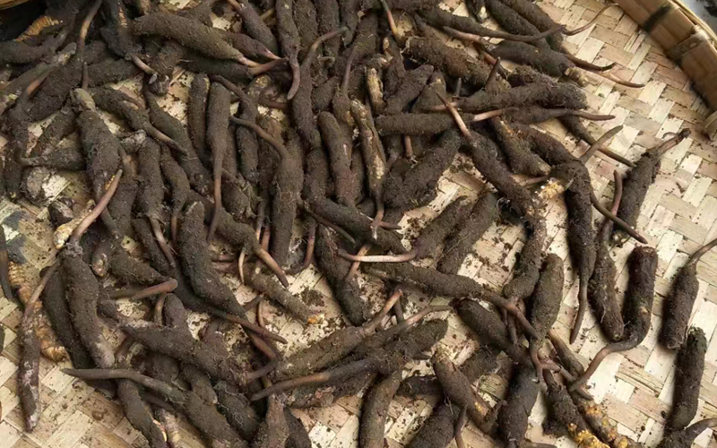 甘孜新鮮蟲草頭茬草圖片 甘孜新鮮蟲草頭茬草圖片