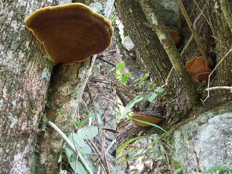 野生桑黃在桑樹上的圖片