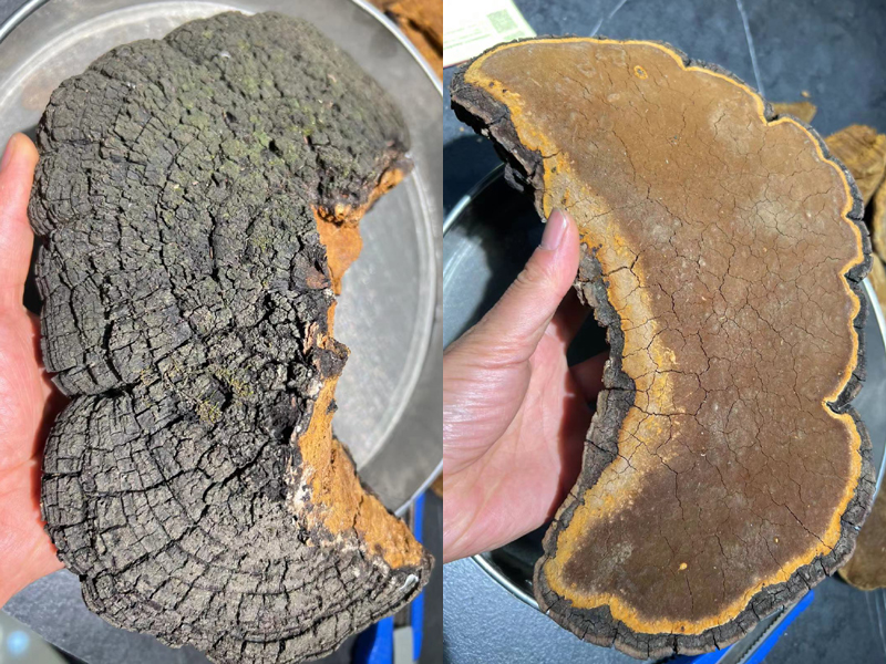 房縣野生桑黃圖片 房縣野生桑黃圖片