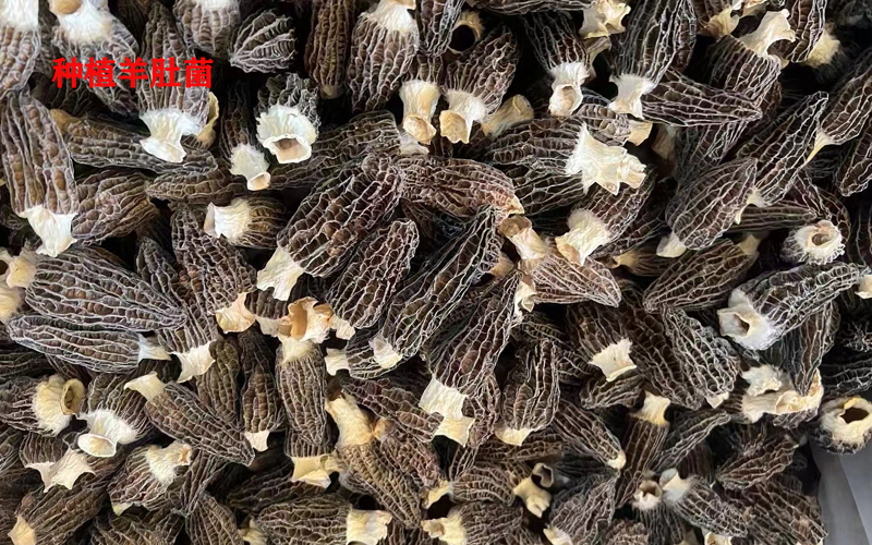 種植羊肚菌圖片 種植羊肚菌圖片