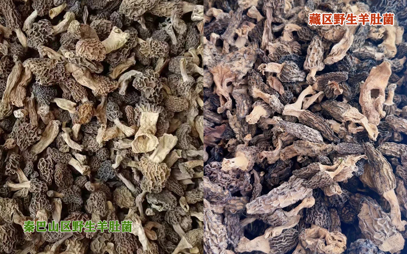 野生羊肚菌圖片 野生羊肚菌圖片