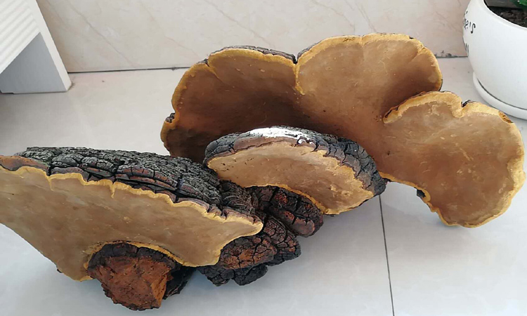 極具觀賞價值的秦嶺桑樹桑黃 極具觀賞價值的秦嶺桑樹桑黃