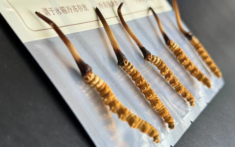 新鮮蟲草圖片 新鮮蟲草圖片