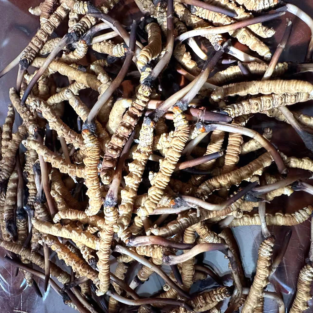 果洛新鮮蟲草圖片 果洛新鮮蟲草圖片