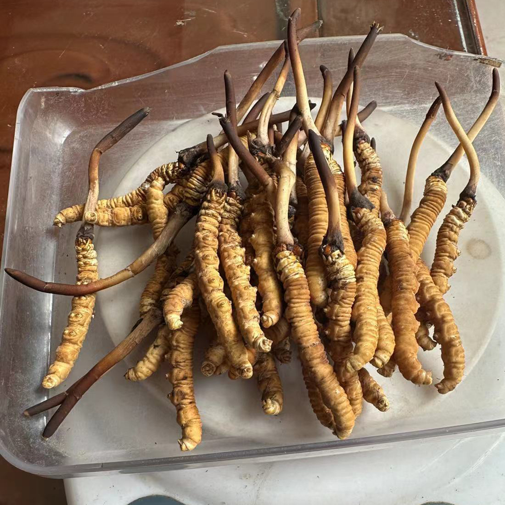 果洛鮮蟲草50根圖片 果洛鮮蟲草50根圖片