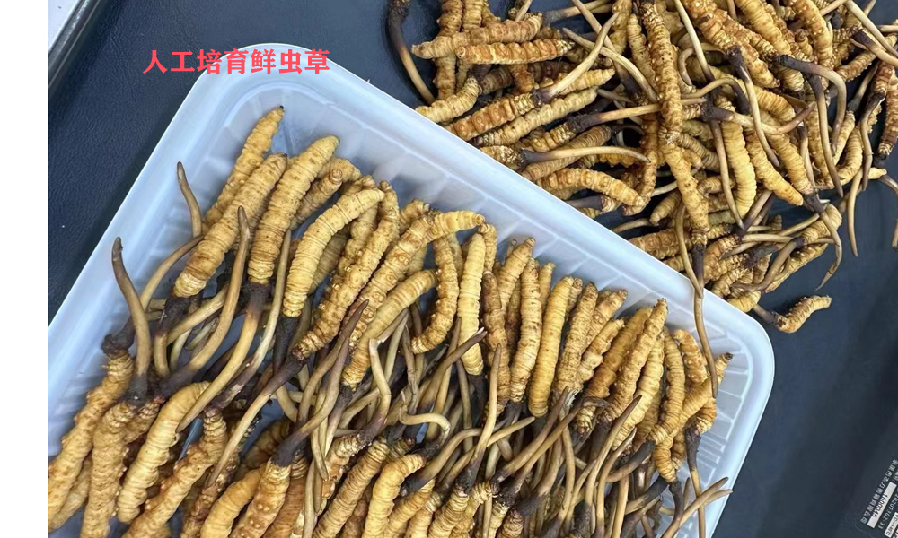 人工鮮蟲草圖片 人工鮮蟲草圖片