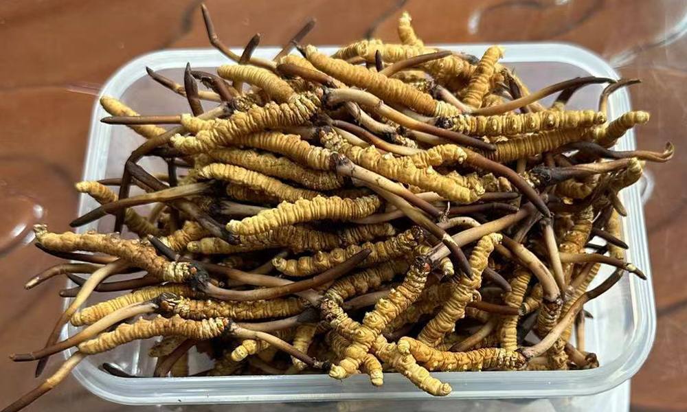 果洛新鮮蟲草圖片