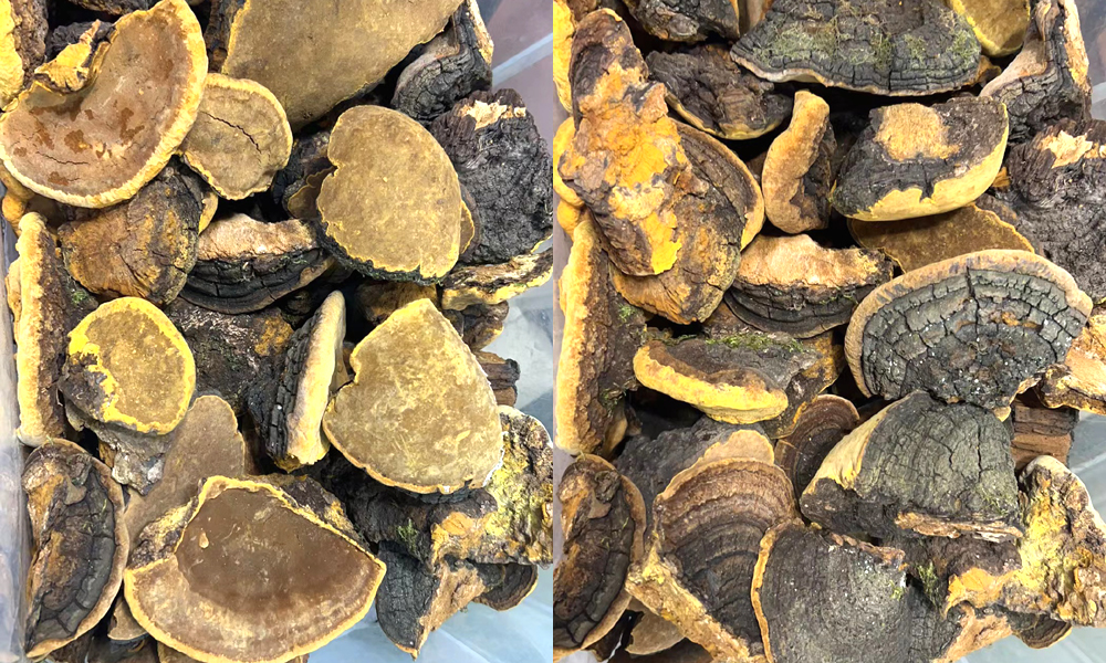 山野小朱桑樹桑黃圖片