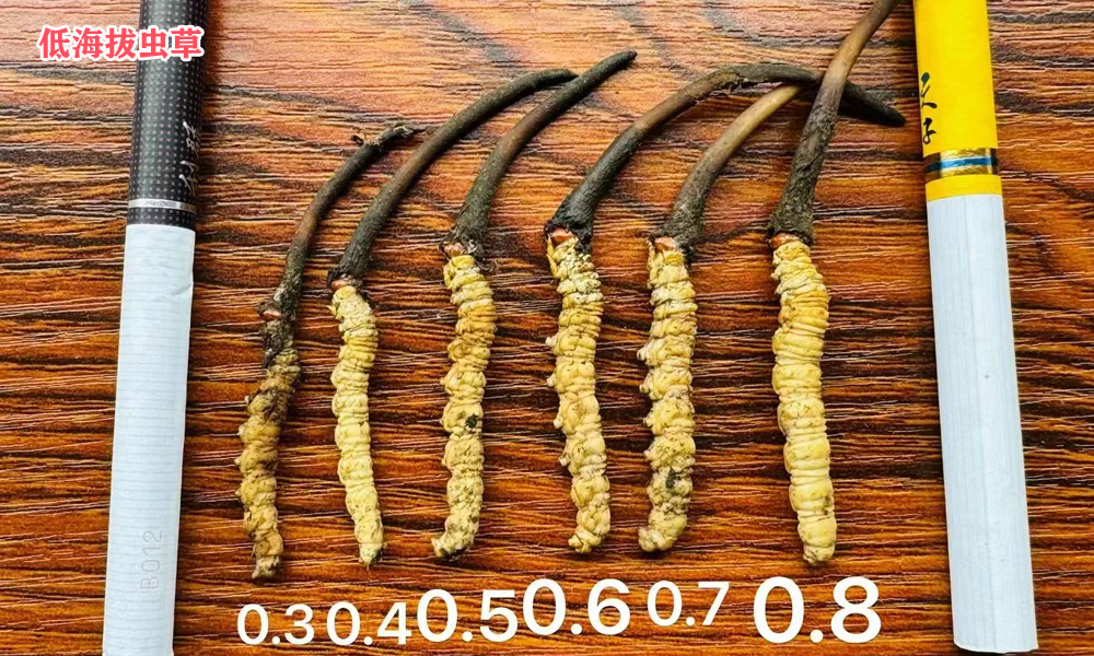 新鮮蟲草大小區(qū)別圖片 新鮮蟲草大小區(qū)別圖片