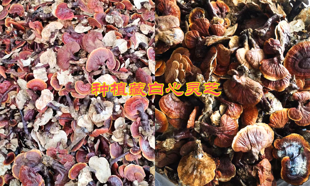 種植白心靈芝圖片