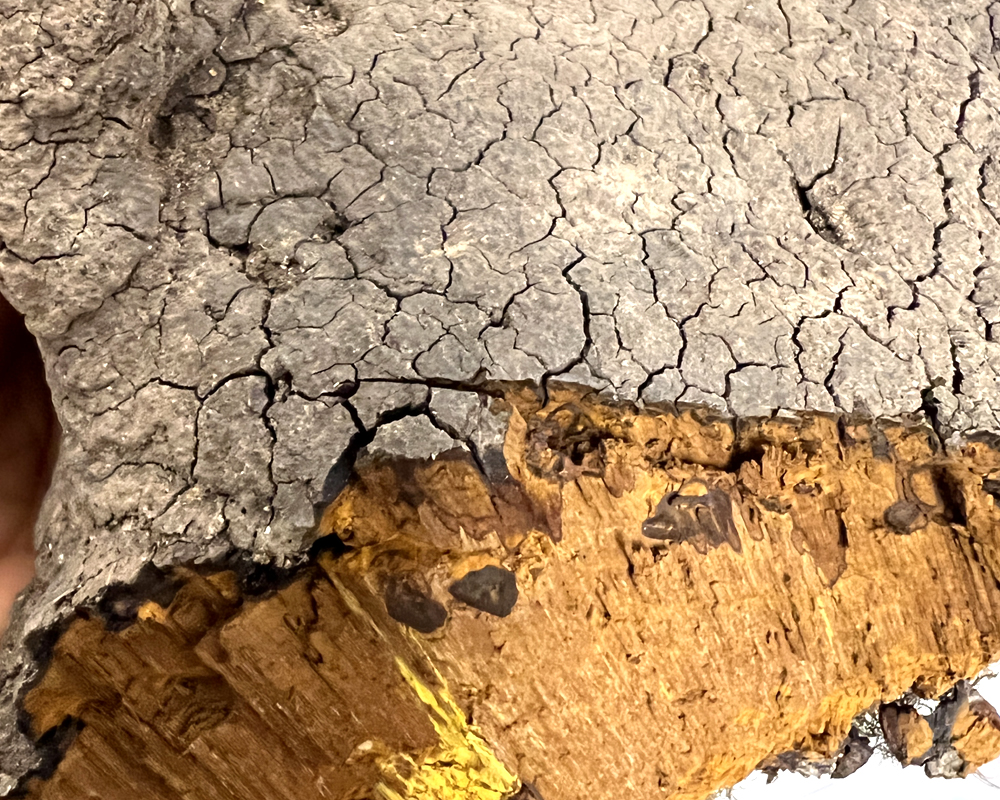 桑黃外表變黑的圖片 桑黃外表變黑的圖片