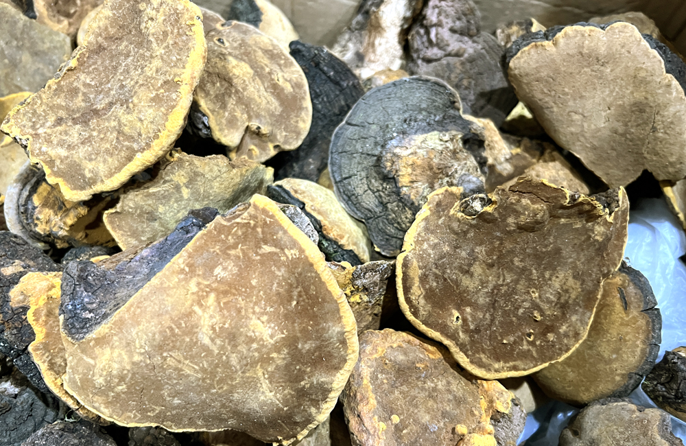 桑樹桑黃圖片 桑樹桑黃圖片