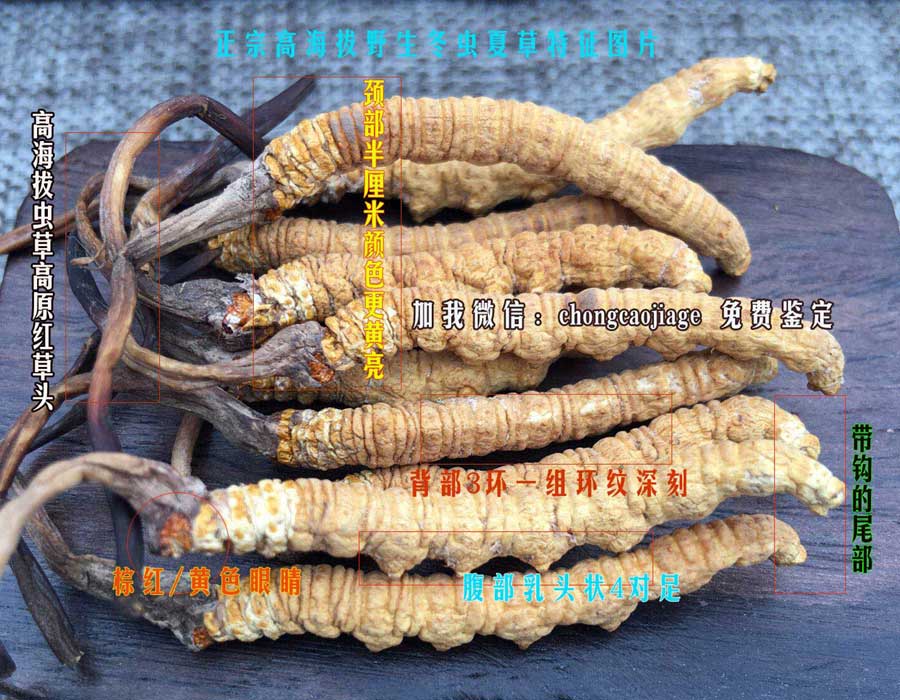 正宗冬蟲夏草圖片 正宗冬蟲夏草圖片