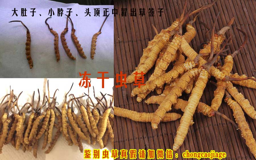 凍干蟲草圖片 凍干蟲草圖片