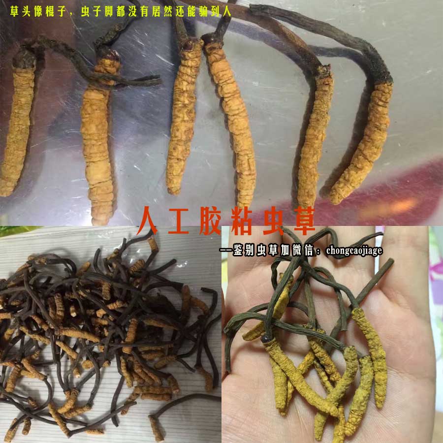 人工膠粘蟲草冒充四川蟲草圖片 人工膠粘蟲草冒充四川蟲草圖片