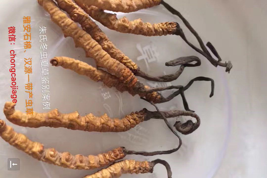 石棉蟲草或漢源蟲草圖片 石棉蟲草或漢源蟲草圖片