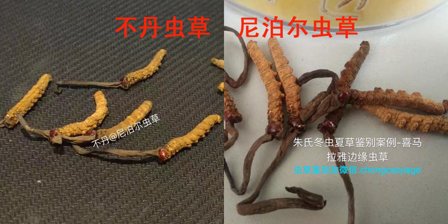 不丹蟲草和尼泊爾蟲草圖片 不丹蟲草和尼泊爾蟲草圖片