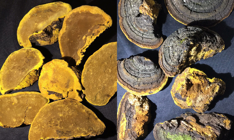 野生桑樹桑黃圖片 野生桑樹桑黃圖片