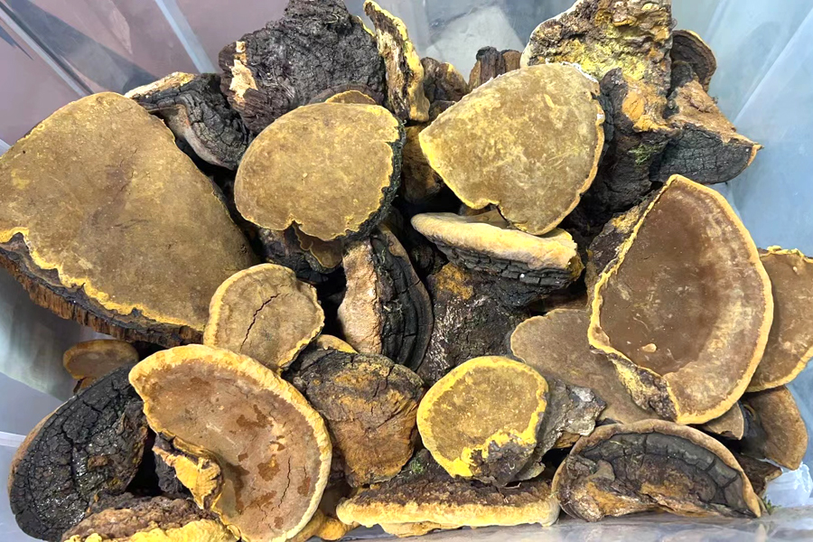 桑樹桑黃圖片 桑樹桑黃圖片