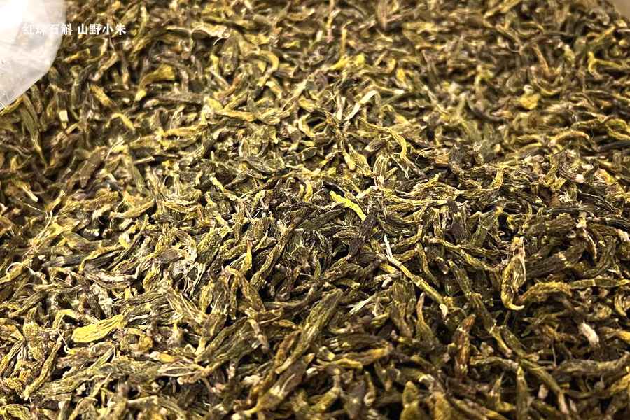 紅珠蟲石斛圖片