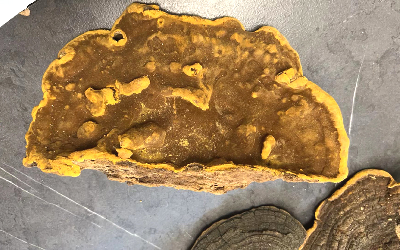 桑黃圖片 桑黃圖片