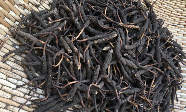 新鮮冬蟲夏草圖片 新鮮冬蟲夏草圖片