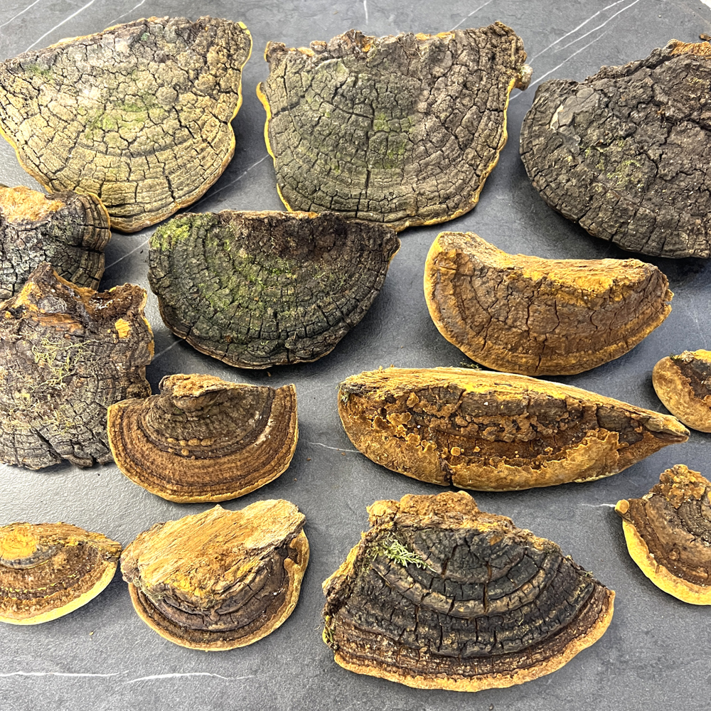 野生桑樹桑黃實物高清圖片1 野生桑樹桑黃實物高清圖片1