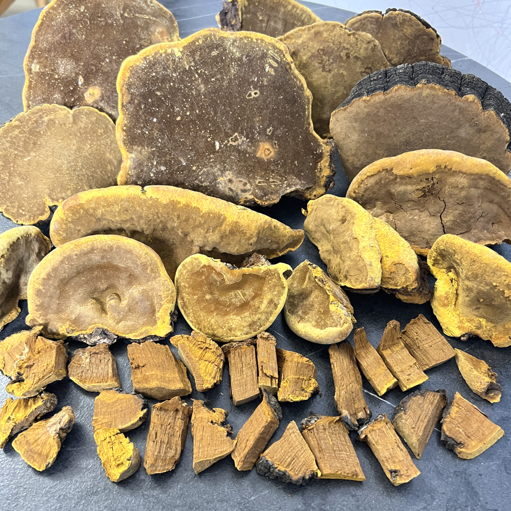 野生桑樹桑黃實物高清圖片3 野生桑樹桑黃實物高清圖片3