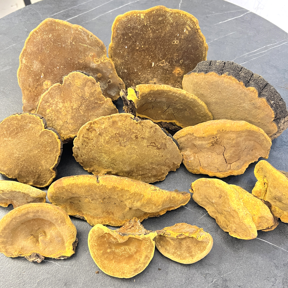 野生桑樹桑黃實物高清圖片4 野生桑樹桑黃實物高清圖片4