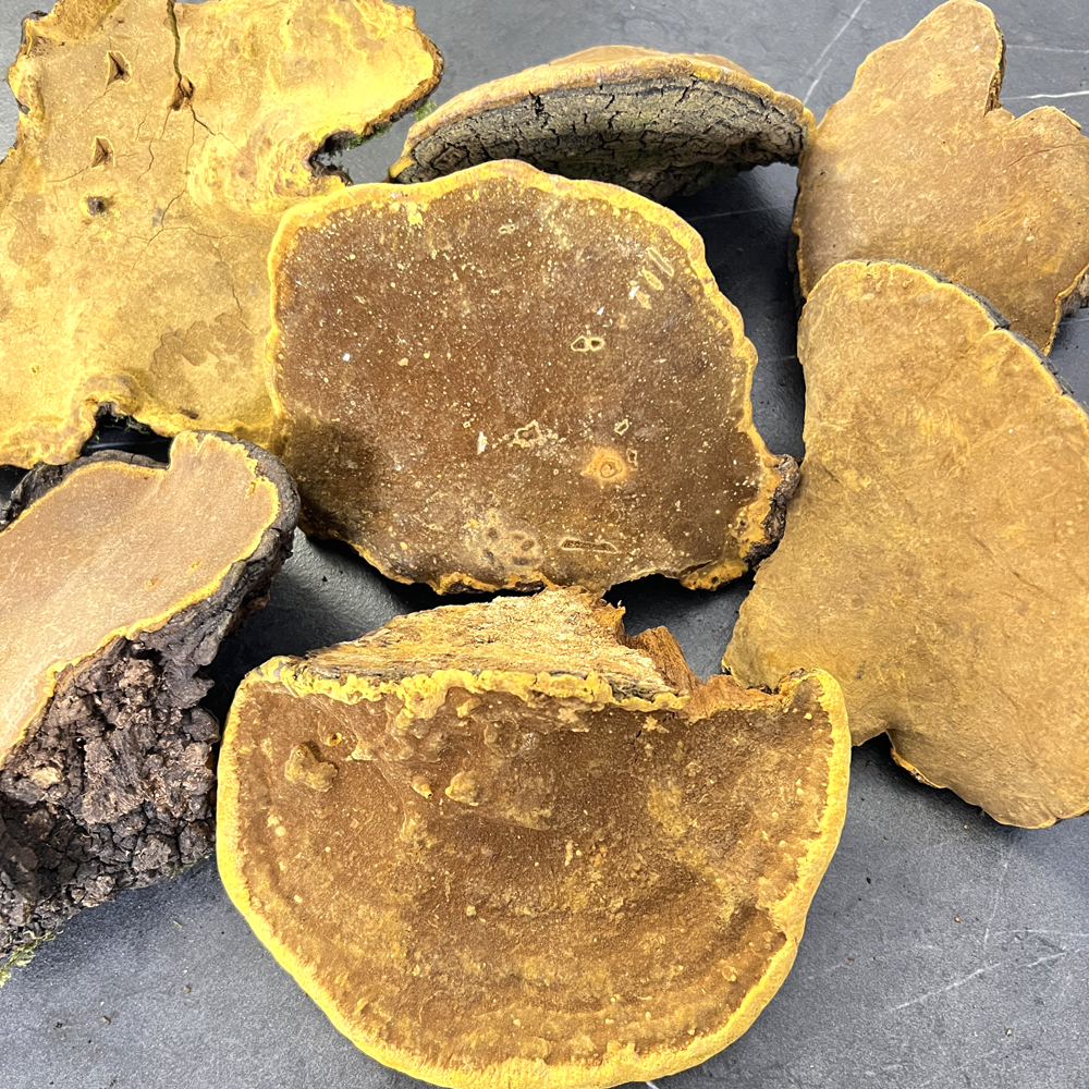 30年以上桑樹桑黃圖片3 30年以上桑樹桑黃圖片3